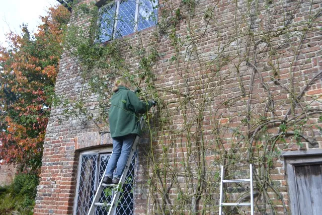 冬天做好這幾步，來年藤月爬滿墻~~