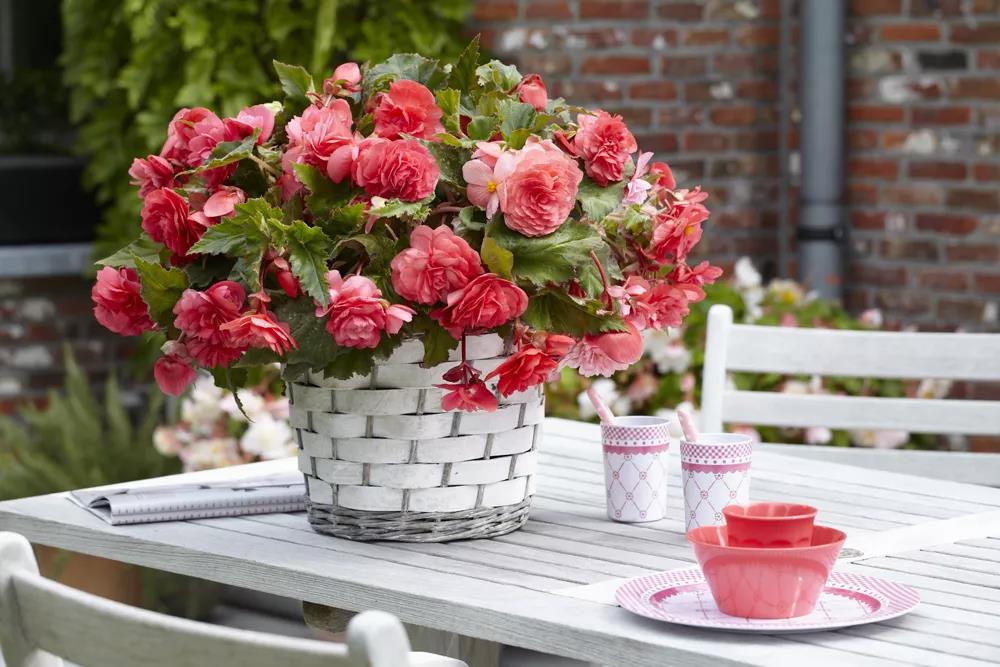 形如牡丹，花似月季：球根海棠的選品與養(yǎng)護