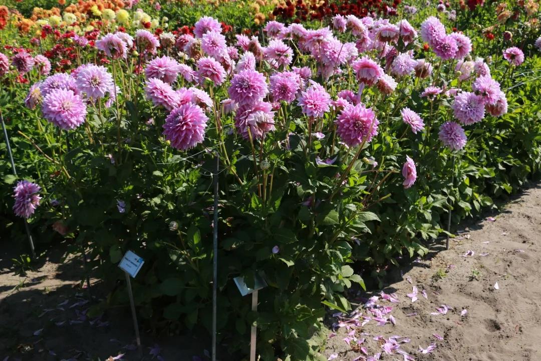 大麗花養(yǎng)護(hù)全指南，夏天收獲一片花海