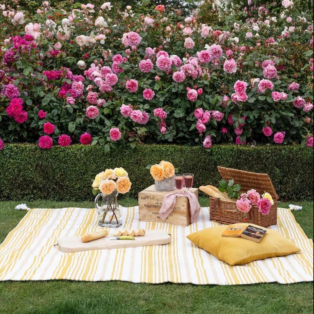 把握九月黃金期，換盆、修剪......這些養(yǎng)護(hù)別松懈