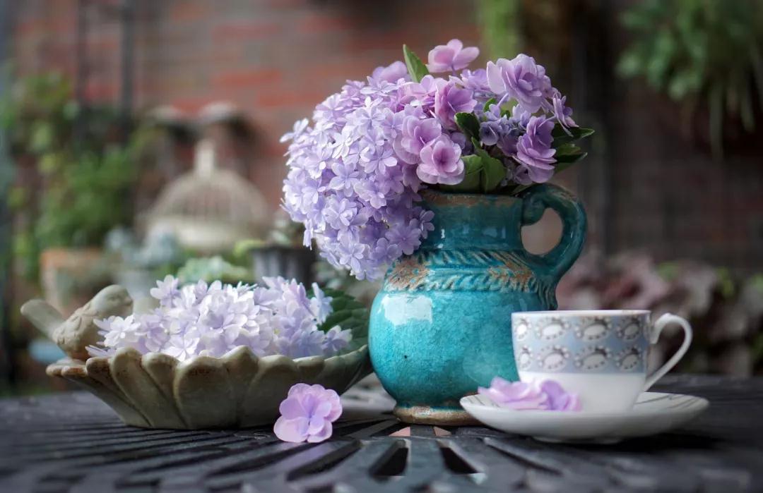 為什么六月的繡球都趴下了？