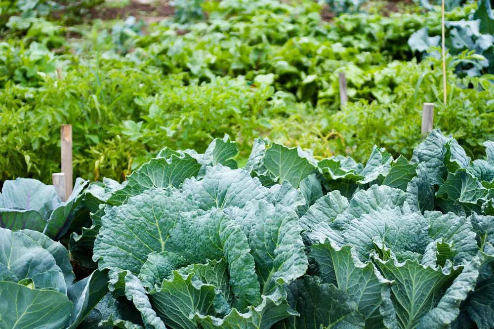 變身創(chuàng)意花園！邊角地也能治愈城市生活～