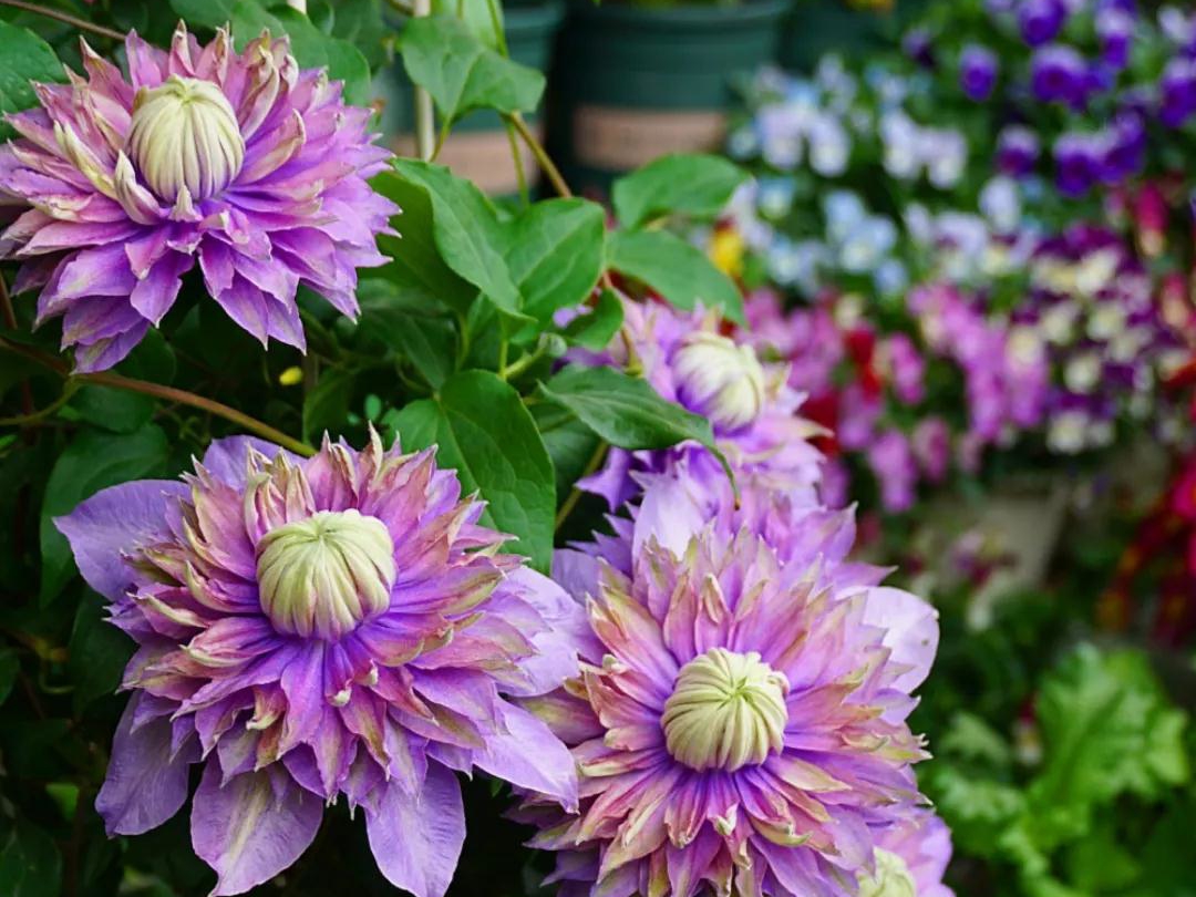 如何在小空間種出大花量的驚艷效果？選艾維森大道鐵線蓮就對了！