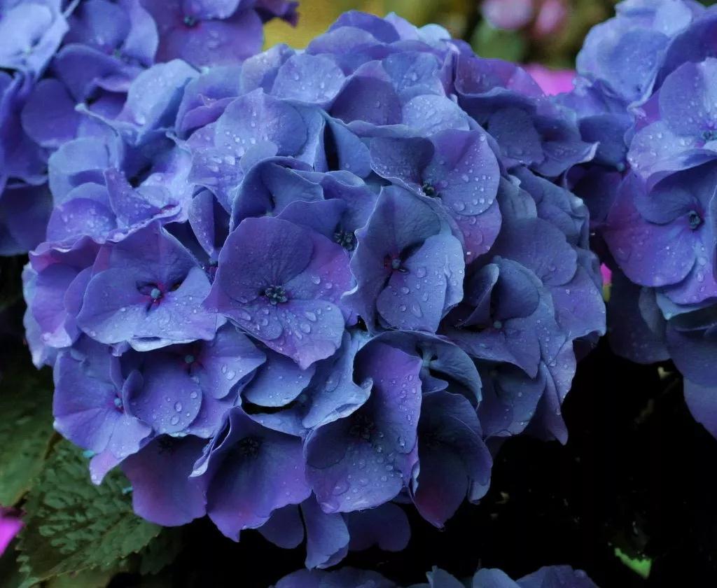 繡球究竟有多美，看了這17款進(jìn)口新品種后立馬沉醉