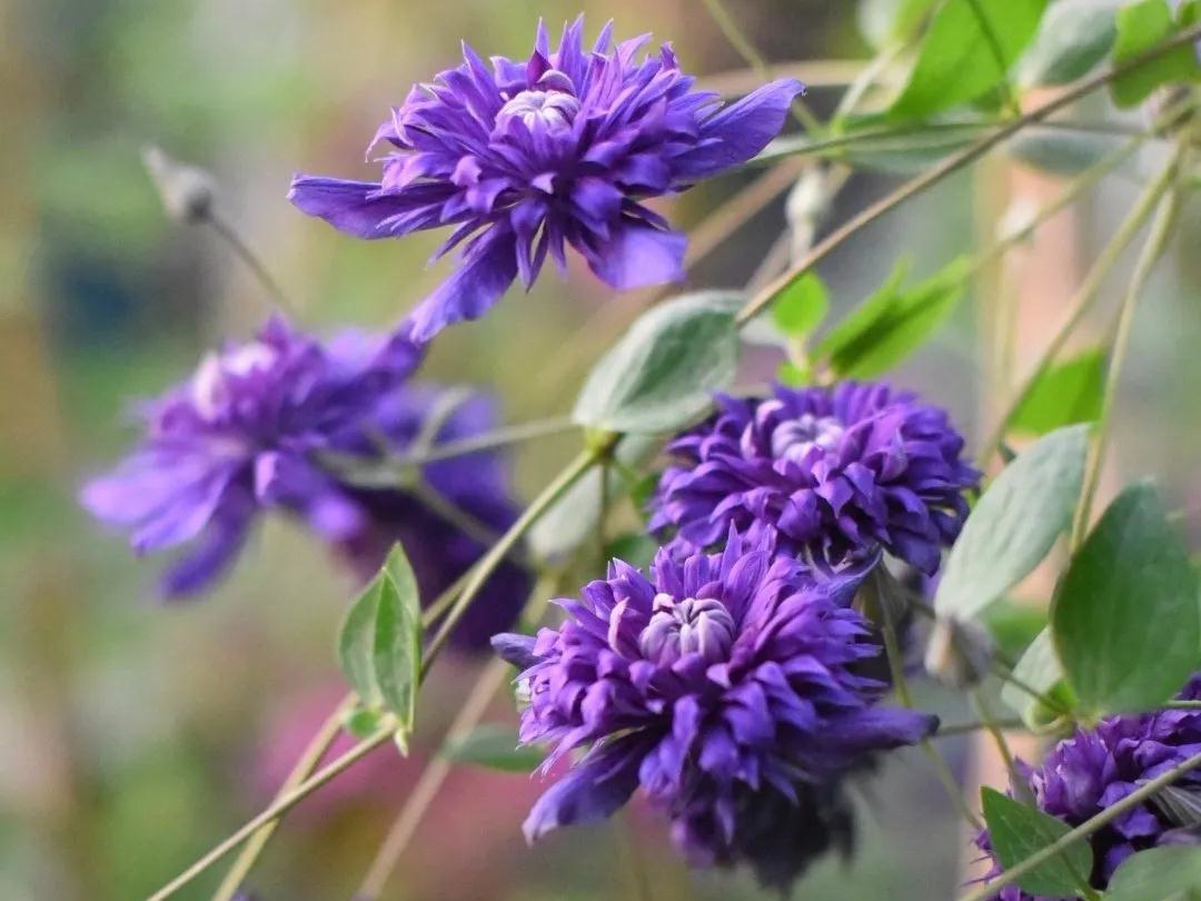 HI~美得冒泡的新品鐵線蓮，都藏在這篇選品指南里了