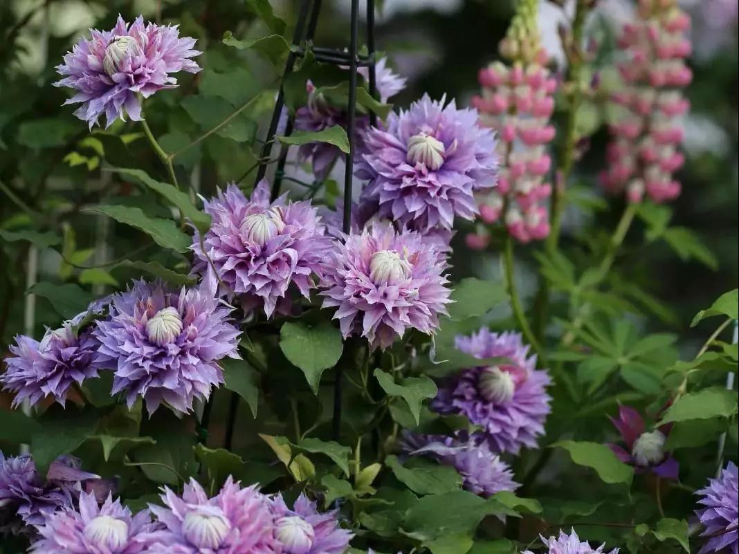 宅家花事 | 鐵線(xiàn)蓮當(dāng)季修剪指南，為春天蓄力！