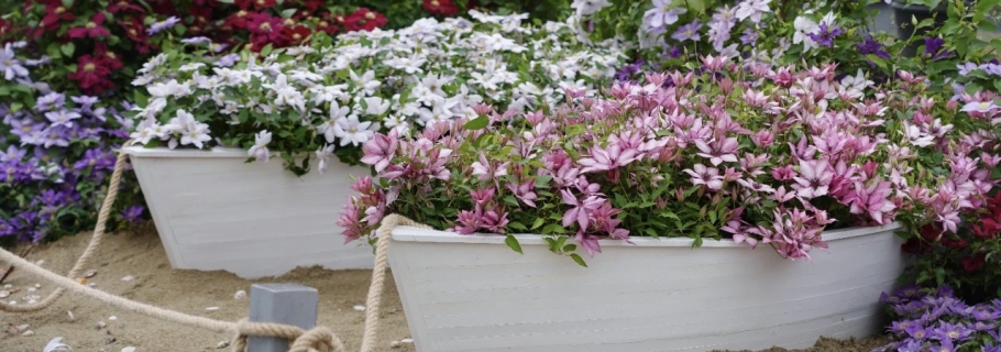 趕上這一波換盆，你的小鐵將在春天蹭蹭蹭飛長