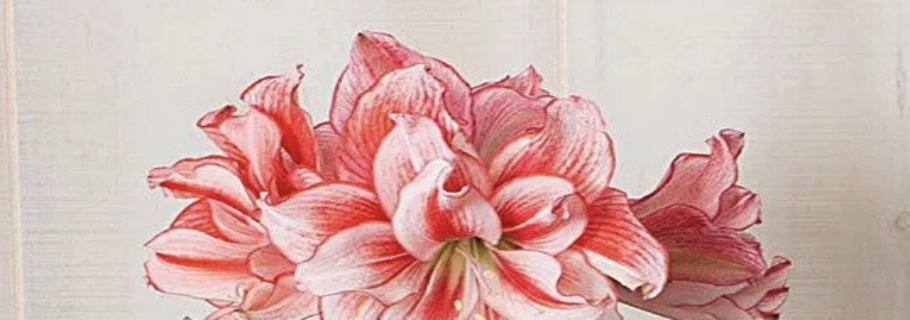 “這是我養(yǎng)過最劃算的球根，沒有之一！”