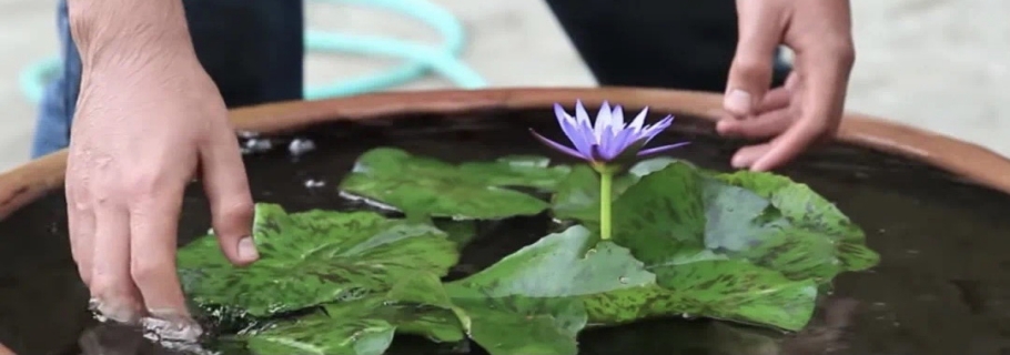 多余的大盆不要扔， 留著種睡蓮，驚艷所有人