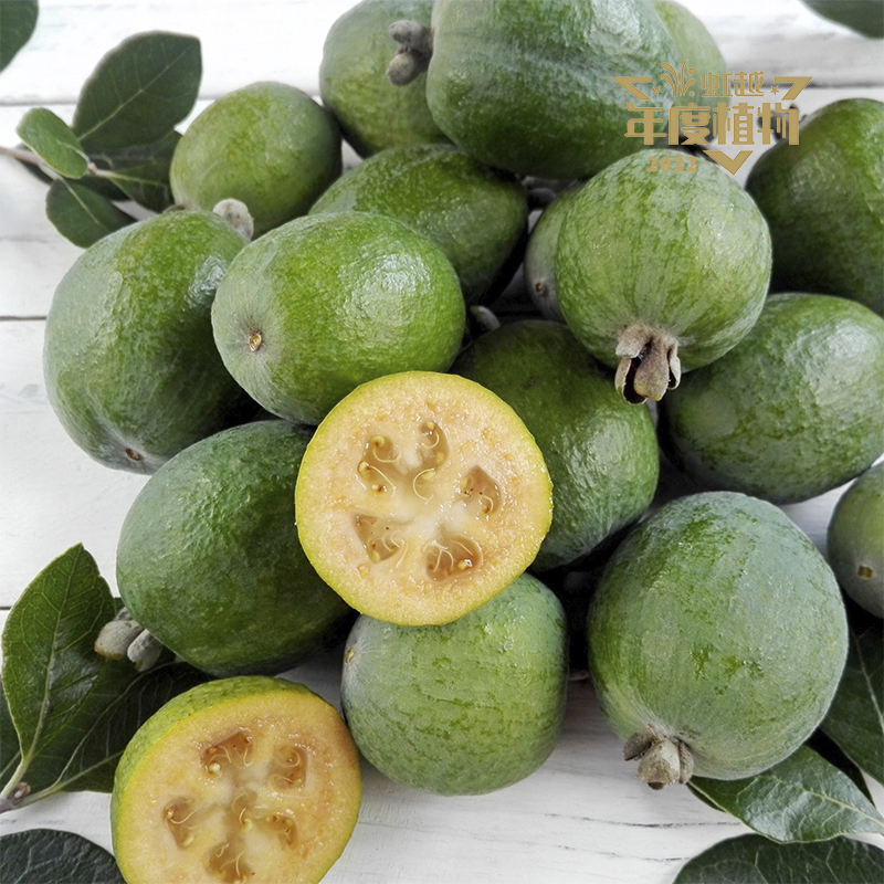 虹安? 菲油果‘安德?！?>
                <div   id=