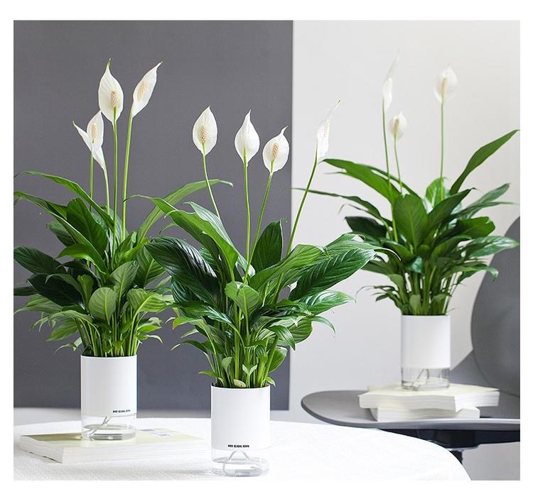 會(huì)自己喝水的神仙植物，可比假花省心多啦