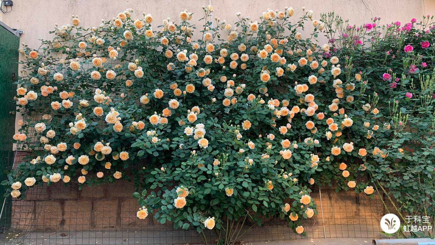 牙簽苗逆襲成十米月季花墻，兩年就足夠！