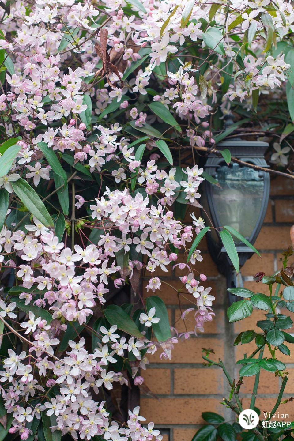 想把花養(yǎng)成精？得先學(xué)會在垃圾里‘淘金’！