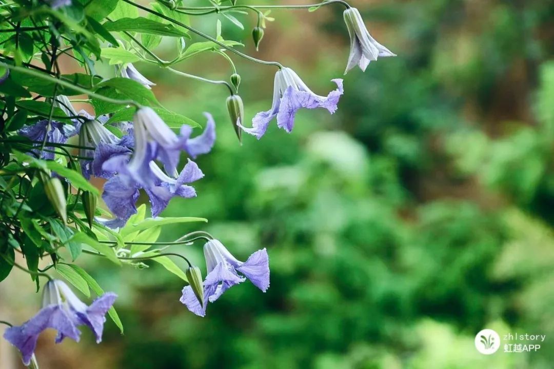 越熱越爆花的絕世小可愛！這款鐵線蓮真的很上頭