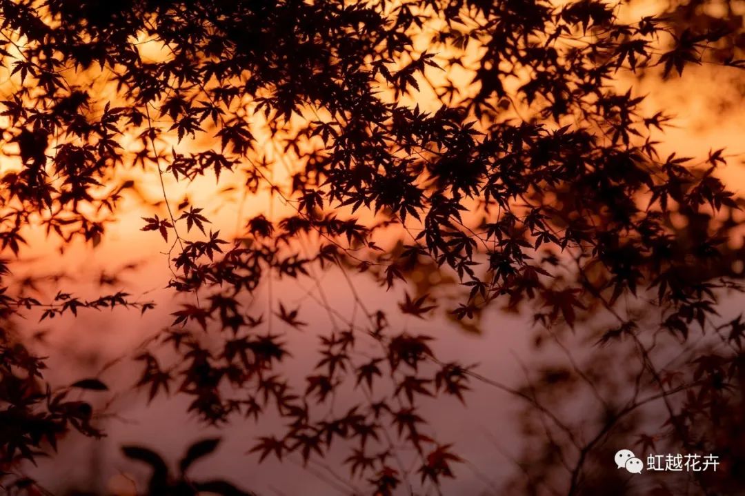 43個(gè)神仙品種！陽臺(tái)種紅楓也能很絕美~