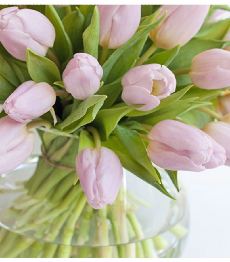 救命！我的郁金香究竟怎么了？