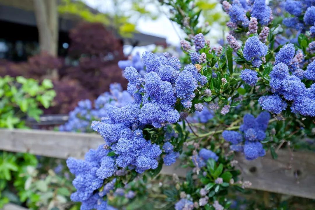 繡球變得毛絨絨時，就成了美到飛起的美洲茶
