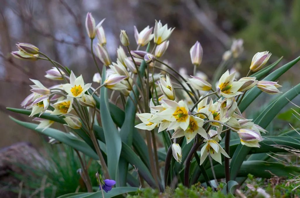 ‘平平無奇’小野花，憑什么被稱為中國郁金香？
