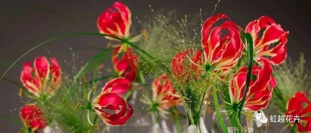 自帶‘焰火’特效的嘉蘭百合，年年燃爆你的夏日花園