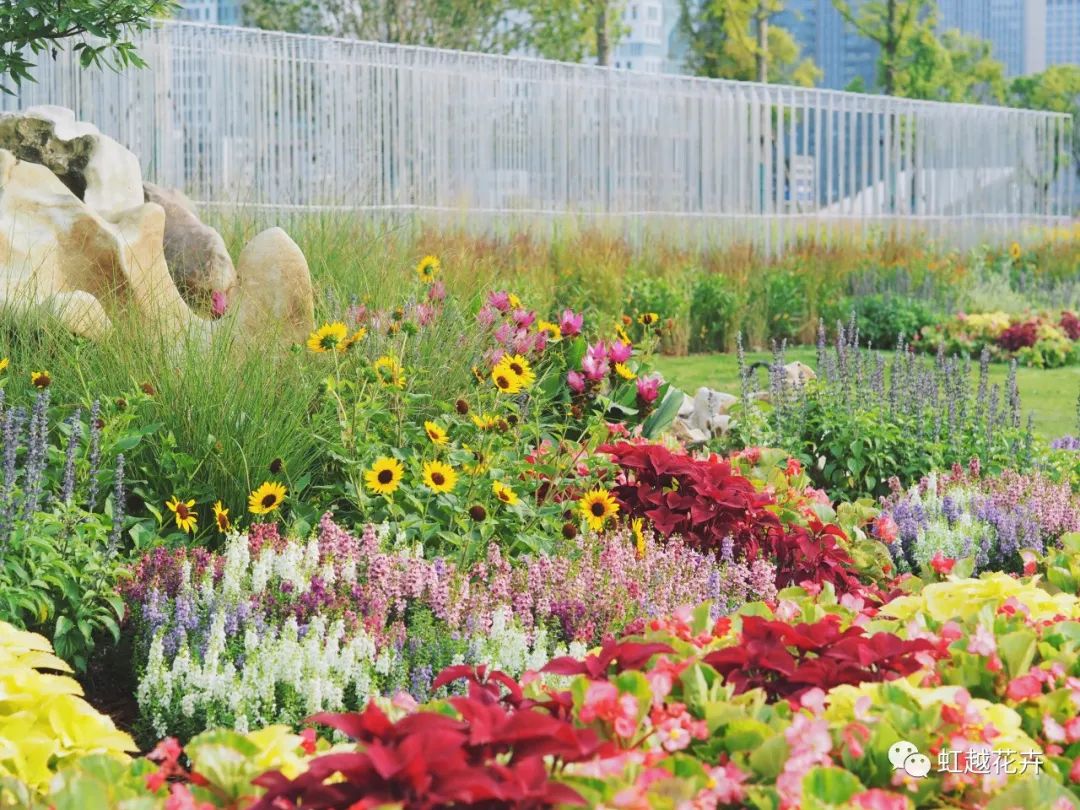 70000+㎡低維護油畫風花境！虹越的亞運景觀改造究竟有多絕？