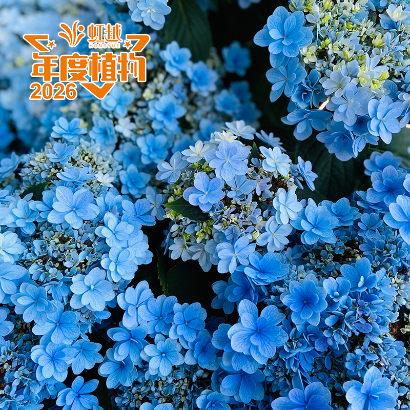 易多?大花繡球‘佳澄 Plus’