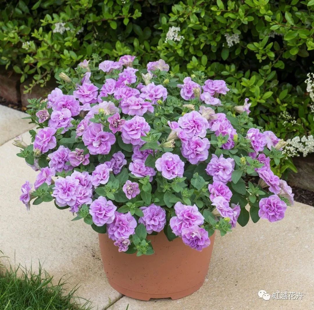 1705890769215203.jpg 57835f04dcf8a4988cb9e536de021520.jpg